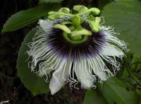 PASSIFLORA  ERBACEE